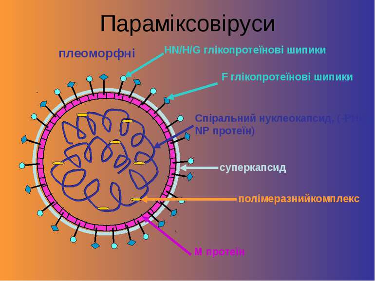 Параміксовіруси M протеїн Спіральний нуклеокапсид, (-РНК, NP протеїн) HN/H/G ...