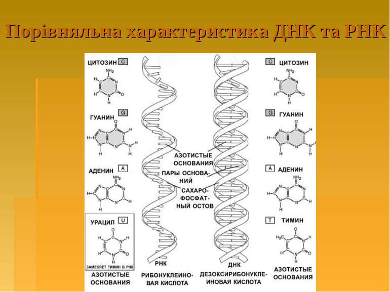 Порівняльна характеристика ДНК та РНК
