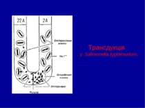 Трансдукція у Salmonella typhimurium.