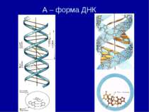 А – форма ДНК