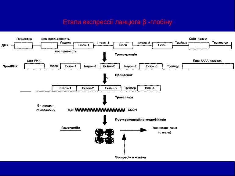 Етапи експрессії ланцюга β -глобіну