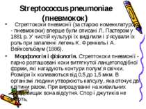 Streptococcus pneumoniae (пневмокок)    Стрептококи пневмонії (за старою номе...