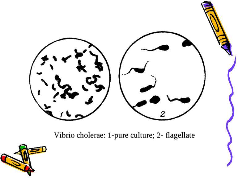 Vibrio cholerae: 1-pure culture; 2- flagellate