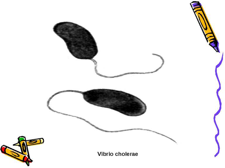 Vibrio cholerae
