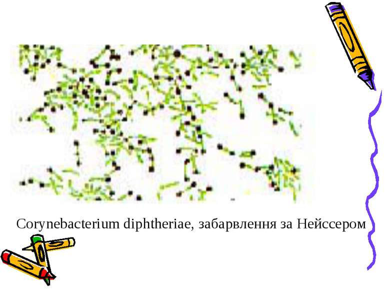 Corynebacterium diphtheriae, забарвлення за Нейссером