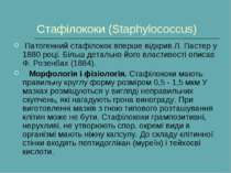 Стафілококи (Staphylococcus)  Патогенний стафілокок вперше відкрив Л. Пастер ...