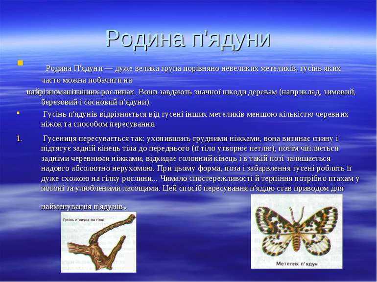 Родина п'ядуни Родина П'ядуни — дуже велика група порівняно невеликих метелик...