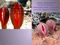 Гіднора африканська (Hydnora africana) - комахоїдна квітка, що росте в пустел...