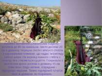 Аронник звичайний (Dracunculus vulgaris) - рослина до 90 см заввишки, листя д...