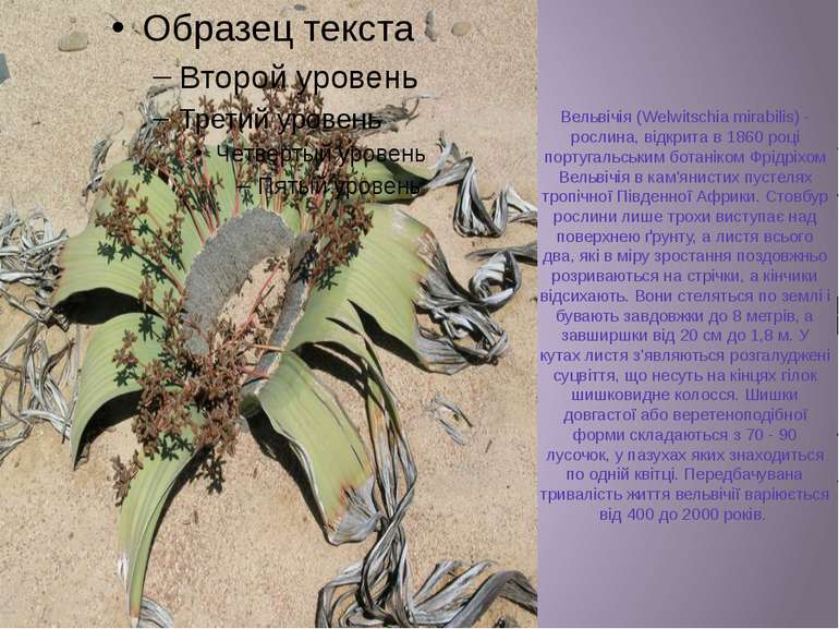 Вельвічія (Welwitschia mirabilis) - рослина, відкрита в 1860 році португальсь...