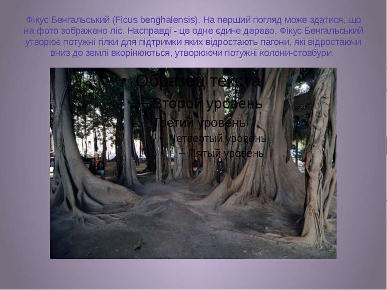 Фікус Бенгальський (Ficus benghalensis). На перший погляд може здатися, що на...