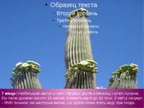 7 місце: Найбільший кактус у світі, сагуаро, росте в Мексиці і штаті Арізона....