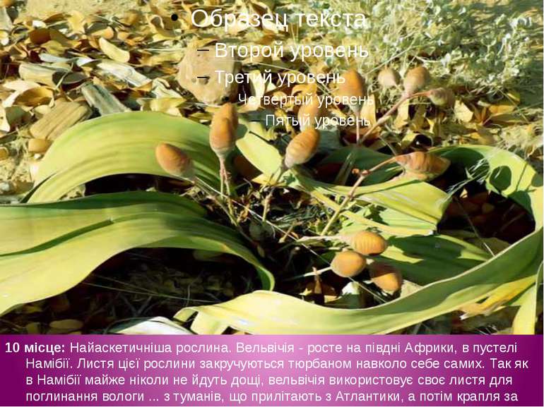 10 місце: Найаскетичніша рослина. Вельвічія - росте на півдні Африки, в пусте...