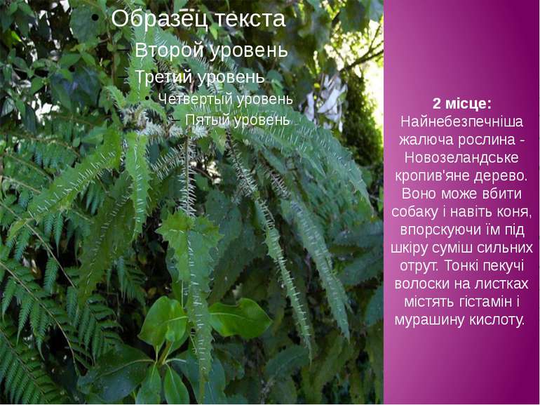 2 місце: Найнебезпечніша жалюча рослина - Новозеландське кропив'яне дерево. В...