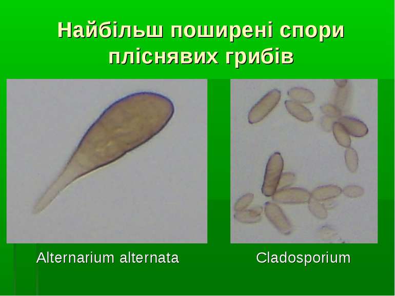 Найбільш поширені спори пліснявих грибів Alternarium alternata Cladosporium