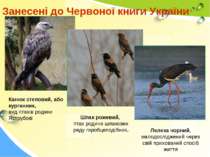 Занесені до Червоної книги України Шпак рожевий, птах родини шпакових ряду го...