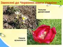 Занесені до Червоної книги України Півонія вузьколиста Тюльпан двоквітковий