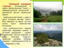 Природний заповідник «Горгани» розташований в районі Довбушанських Горган — н...