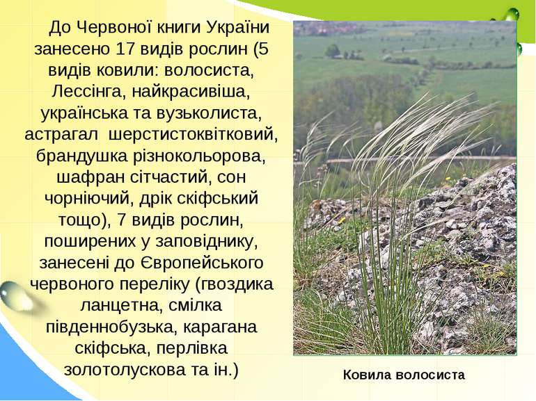 До Червоної книги України занесено 17 видів рослин (5 видів ковили: волосиста...