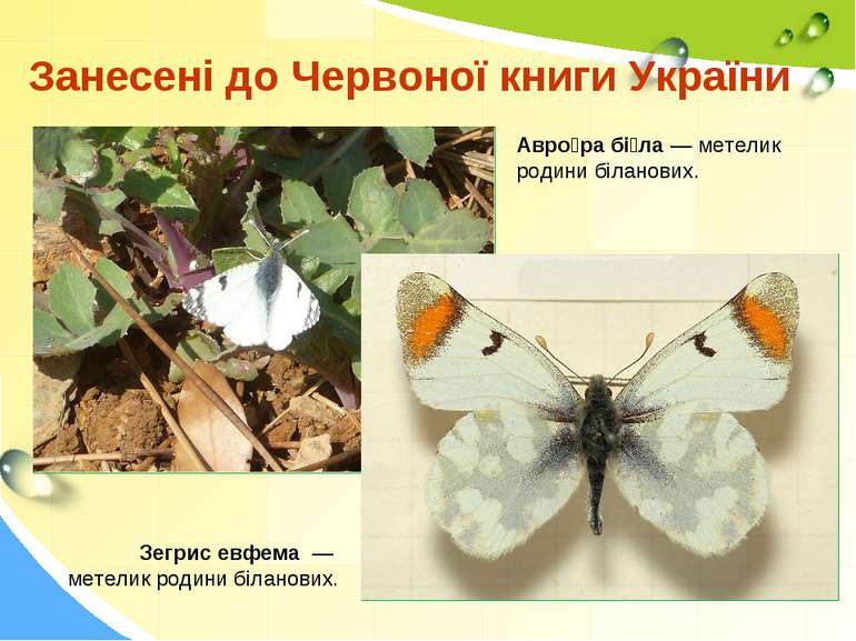 Занесені до Червоної книги України Зегрис евфема — метелик родини біланових. ...