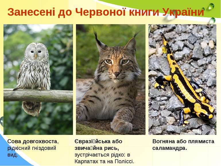 Занесені до Червоної книги України Сова довгохвоста, рідкісний гніздовий вид....