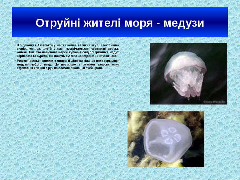 Отруйні жителі моря - медузи В Чорному і Азовському морях немає великих акул,...