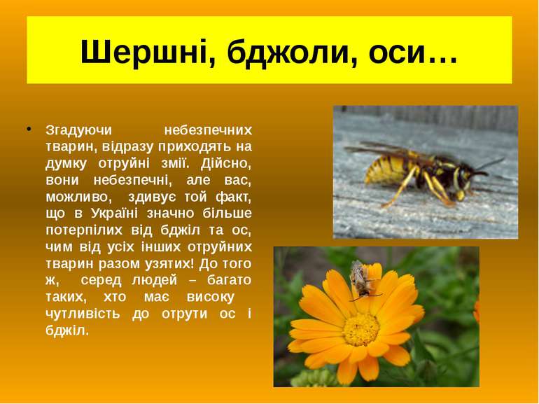 Шершні, бджоли, оси… Згадуючи небезпечних тварин, відразу приходять на думку ...