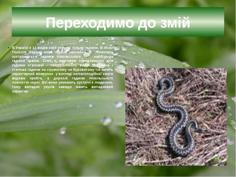 Переходимо до змій В Україні з 11 видів змій отруйні тільки гадюки. В лісах П...