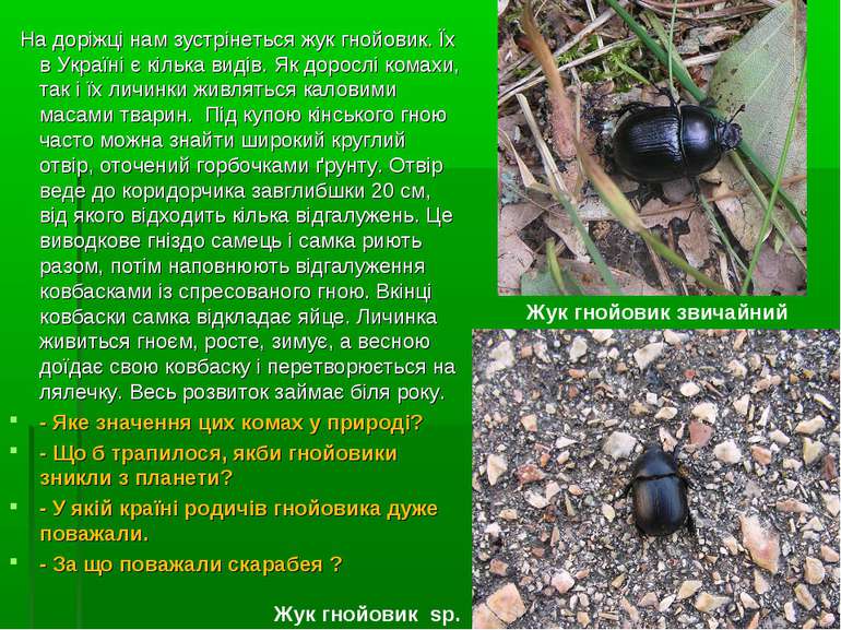 На доріжці нам зустрінеться жук гнойовик. Їх в Україні є кілька видів. Як дор...