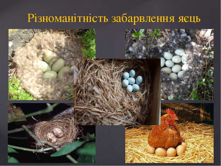 Різноманітність забарвлення яєць