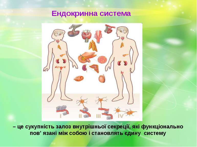 Ендокринна система – це сукупність залоз внутрішньої секреції, які функціонал...