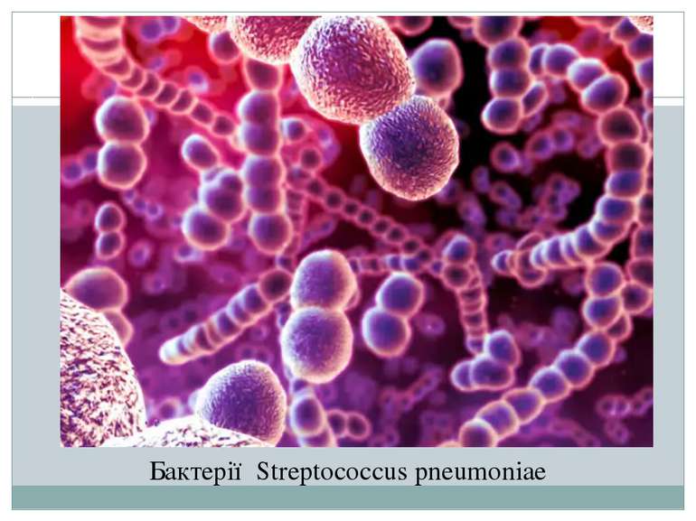 Бактерії Streptococcus pneumoniae