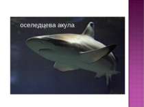 оселедцева акула