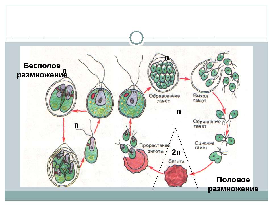 Схема жизненного цикла растения гаметы. Размножение хламидомонады схема 13. Схема полового размножения хламидомонады. Бесполое размножение хламидомонады. Размножение водорослей хламидомонада.