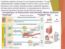 Соматична нервова система (12 пар черепно-мозкових і 31 пара спинномозкових н...