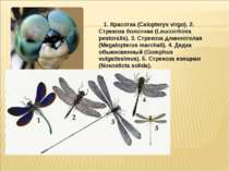    1. Красотка (Calopteryx virgo). 2. Стрекоза болотная (Leucorrhinia pestora...