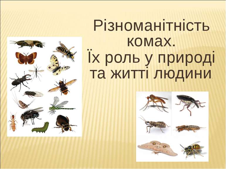 Різноманітність комах. Їх роль у природі та житті людини.