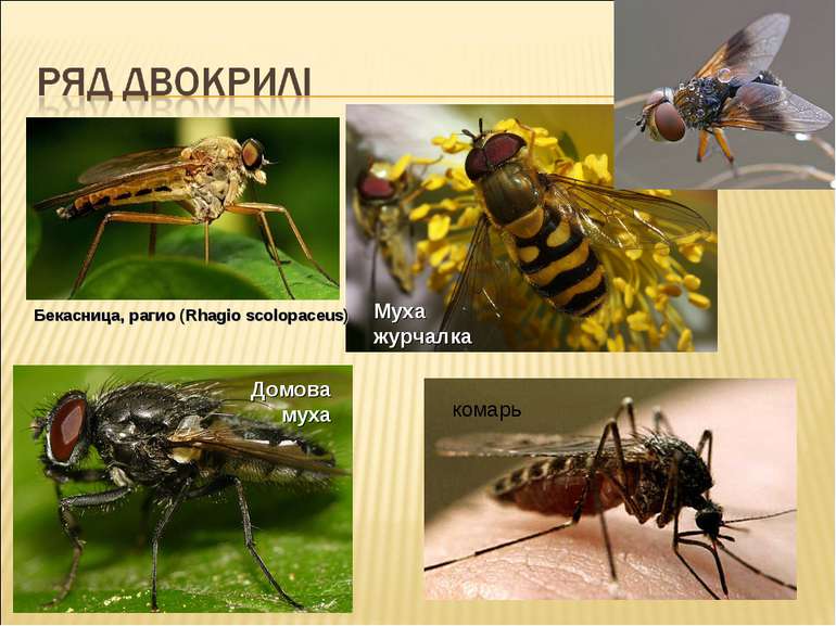 Бекасница, рагио (Rhagio scolopaceus) Муха журчалка Домова муха комарь
