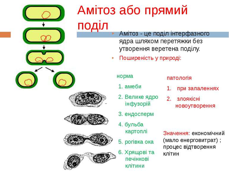Амітоз або прямий поділ Амітоз - це поділ інтерфазного ядра шляхом перетяжки ...