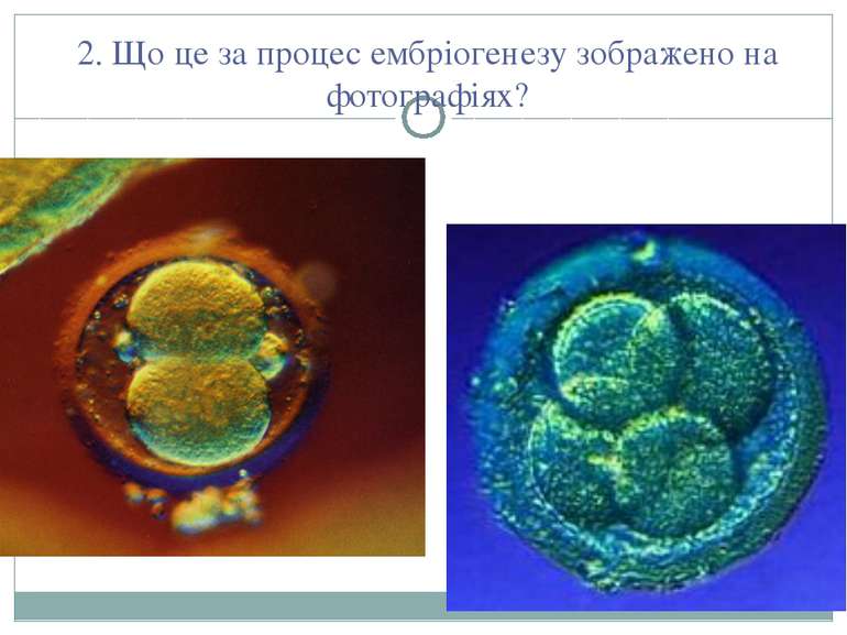 2. Що це за процес ембріогенезу зображено на фотографіях?