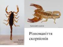 Різноманіття скорпіонів Кримський скорпіон Золотий манчжурський скорпіон