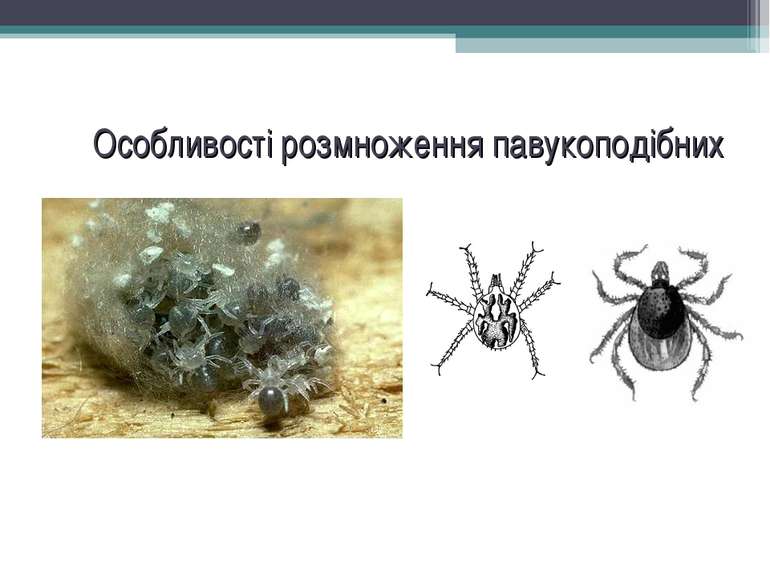 Особливості розмноження павукоподібних