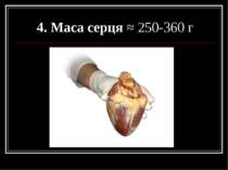 4. Маса серця ≈ 250-360 г