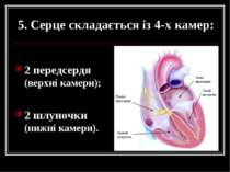 5. Серце складається із 4-х камер: 2 передсердя (верхні камери); 2 шлуночки (...