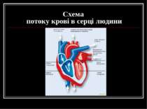 Схема потоку крові в серці людини