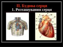 ІІ. Будова серця 1. Розташування серця
