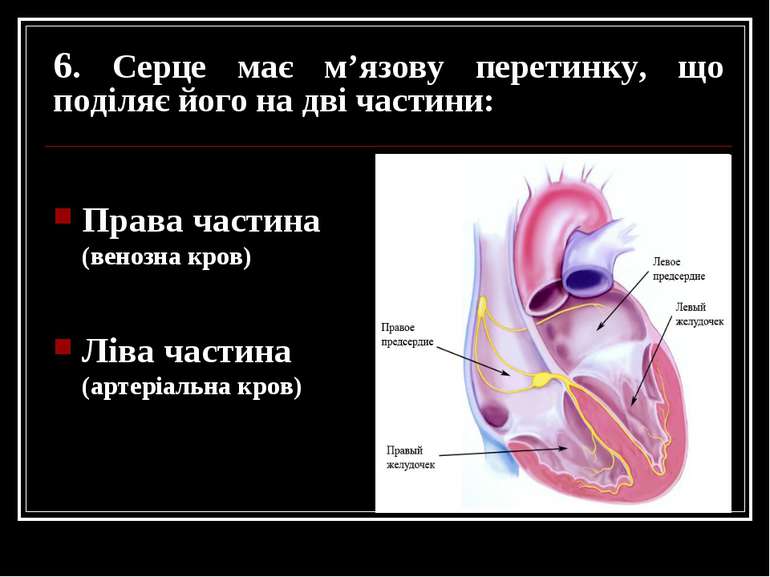 6. Серце має м’язову перетинку, що поділяє його на дві частини: Права частина...