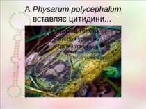 А Physarum polycephalum вставляє цитидини...