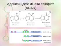 Аденозиндезамінази евкаріот (ADAR)