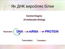 Як ДНК виробляє білки
